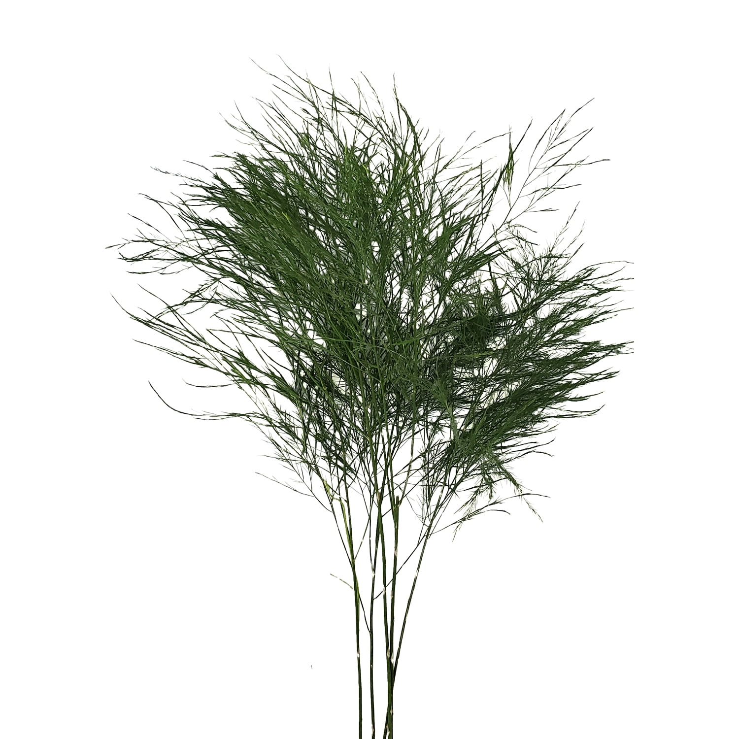 Bloomingmore Everyday Greenery Tree Fern Fresh Cut 150 Stems