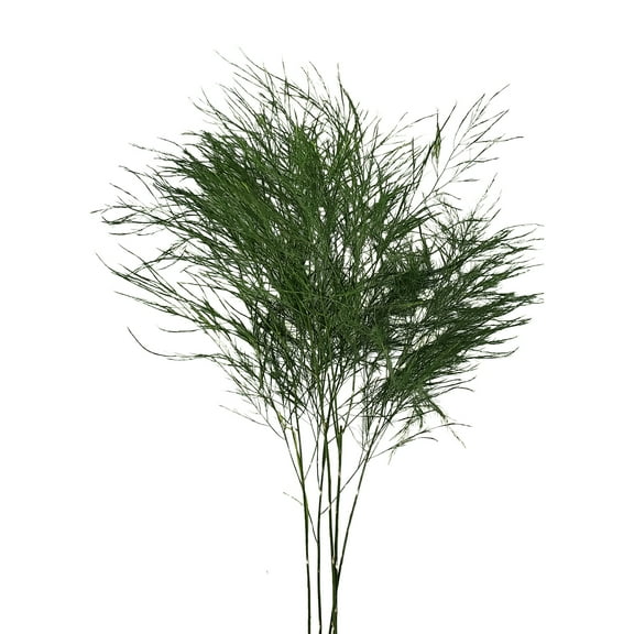 Bloomingmore Everyday Greenery Tree Fern - Fresh Cut - 150 Stems