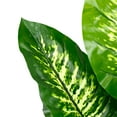 thumbnail image 5 of Northlight Artificial Variegated Dieffenbachia Leaf Potted Plant - 36", 5 of 7