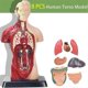 thumbnail image 3 of 11 Inch Human Body Model for Kids,Human Torso Anatomy Model Toys,8 Pcs Removable Anatomy Doll with, 3 of 5