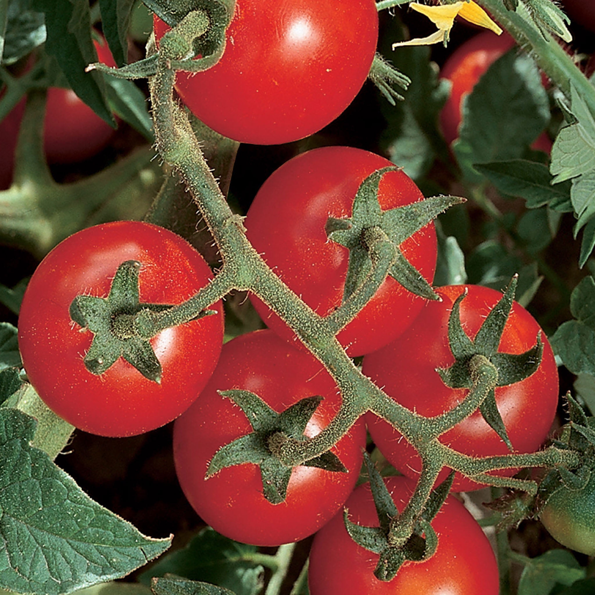 Burpee Chadwick Cherry Org - Tomate