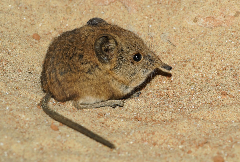 African Mouse Elephant Shrews Tree Shrews Long Nose-12 Inch BY 18 Inch