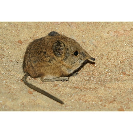 Canvas Print African Mouse Elephant Shrews Tree Shrews Long Nose Stretched Canvas 10 x 14