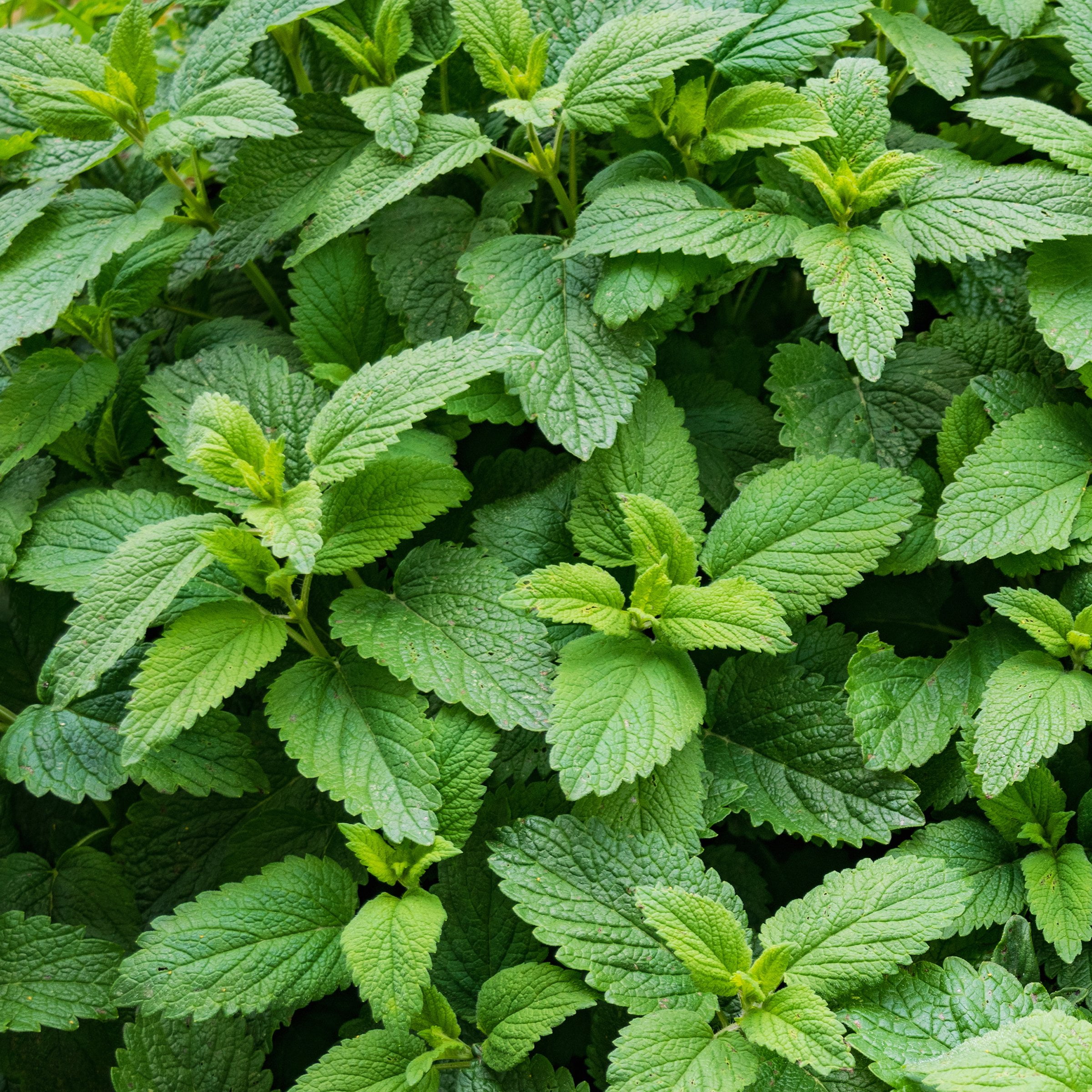 Live Perennial 4" Herb 'Spearmint' (3-Pack) with Full Sunlight