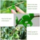 thumbnail image 2 of 50 Clips para Doblar Plantas 90 Grados Entrenamiento Estrés () Verde, 2 of 5