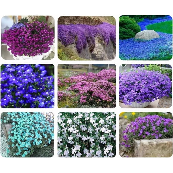 HIGHGW Creeping Thyme Seeds Collection, 5 Colours, 1000+ Seeds, Ground Cover Perennial Flowers