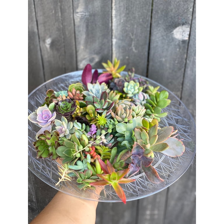 Surfside Succulents Assorted Succulent Cuttings Live Plants in 4" Grower  Pots (25 Count)