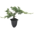 Blue Rug Juniper 60 Live Plants 2" Pots Juniperus Horizontalis