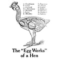 thumbnail image 2 of Historic anatomical illustration of a hens organs from the early 20th century. Poster Print, 2 of 4