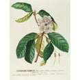 thumbnail image 3 of Georg Dionysius Ehret 15x18 Black Modern Framed Museum Art Print Titled - Rhododendrum (1750-1773), 3 of 5
