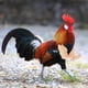 thumbnail image 2 of Juguetes de brazos de pollo musculosos para que los pollos usen, disfraz divertido, juguete de brazos de lucha con puños para fiesta temática de broma de mascotas, 2 of 6