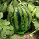 thumbnail image 4 of DEEPCRAFF 4Ud Soportes Multipropósito Para Melón Sandía Con Y Fácil De Usar, 4 of 7
