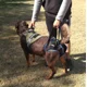 thumbnail image 5 of Arnés Perros Con Displasia Fracturas O Seniles Una Pieza., 5 of 7