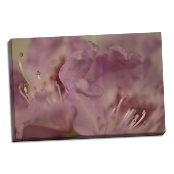 Gango Home Decor Soft Petals II by Rita Crane (Ready to Hang); One 36x24in Hand-Stretched Canvas