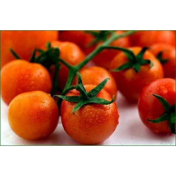Tomato Large Cherry Basket Pack Garden Heirloom Vegetable 100 Seeds By
