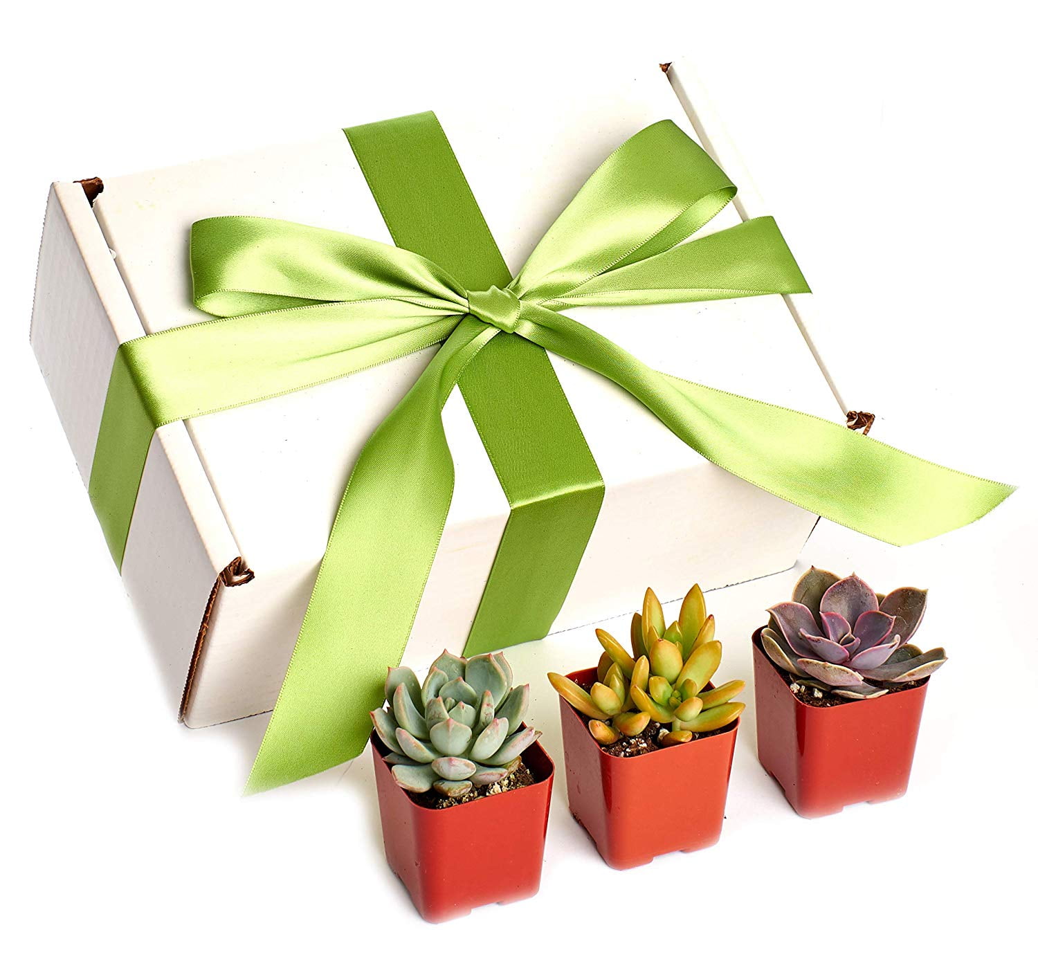 Assorted Succulent Gift Box by Shop Succulents 2
