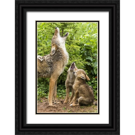 Kaveney, Wendy 23x32 Black Ornate Wood Framed with Double Matting Museum Art Print Titled - Minnesota, Sandstone Coyote mother and pups howl