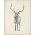 thumbnail image 2 of Art.com Elk Study Stretched Canvas Print Wall Art by Ethan Harper, 18" x 24", 2 of 4