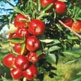 thumbnail image 5 of Red Delicious Apple Tree Live Trees, Crisp, Sweet Red Apples, 5 of 6