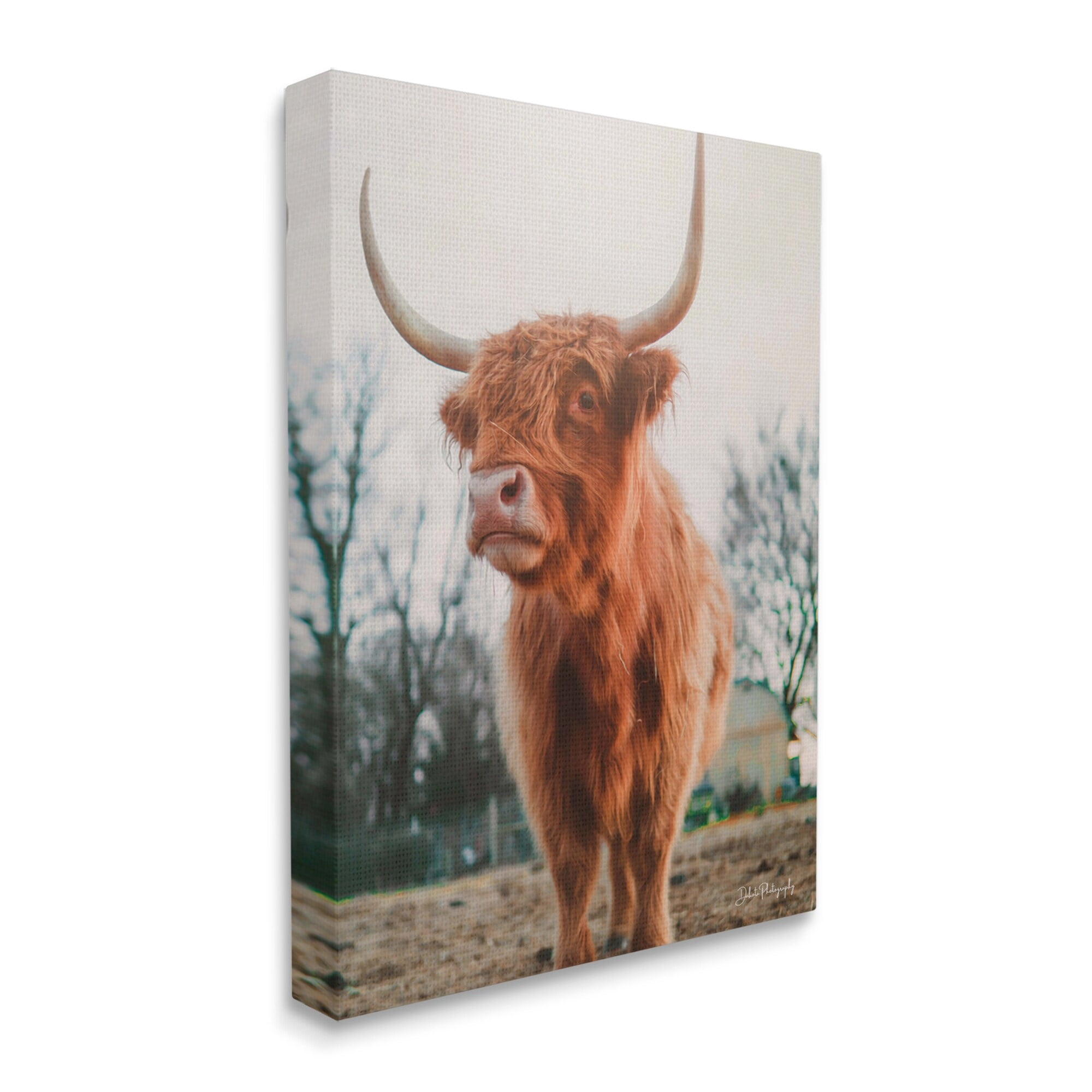 Stupell Industries Highland Cattle Cow Grazing Rural Farmland Sunlight Photograph Gallery Wrapped Canvas Print Wall Art, Design by Dakota Diener