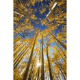 thumbnail image 2 of USA  Colorado  Near Steamboat Springs  Yellow Aspen Tree Canopy; Buffalo Pass Poster Print, 2 of 2