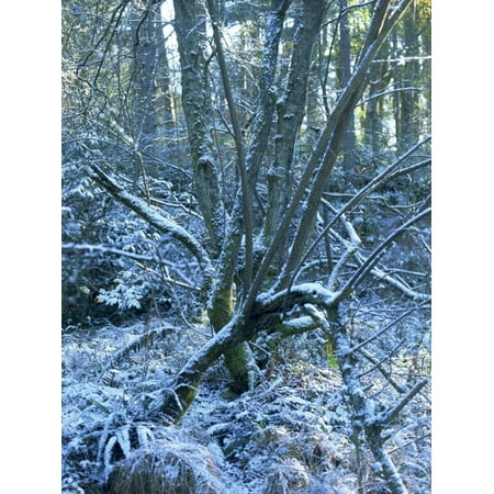 Snow on Boughs of Trees in Woods in February in Devon, England, United Kingdom, Europe Print Wall Art By Michael