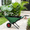 Green, variant on DEGUO Collapsible Wheelbarrow, Foldable Yard Cart - Easy Loading & Dumping Garden Cart with Thickened Oxford Cloth for Nutrient Soil, Grass, Leaves & Garden Supplies