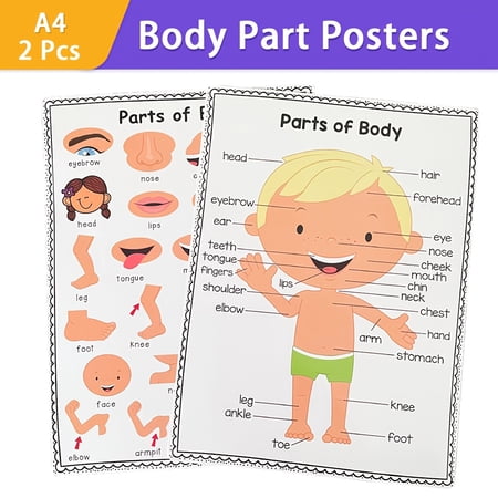 Student Hobby Posters Anatomy Posters 16X20 In Kids Hobby Classroom Decorations Toddler Wall Decor Kids Wall Art Homeschool 2 Pc