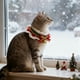 thumbnail image 4 of Collar Navideño con Adorno para Perros y Gatos | Lazo Rojo de Algodón Suave Tejido a Mano con Cascabeles Dorados | Bufanda Festiva Ajustable para Cachorros, Gatitos, Conejos y Mascotas Pequeñas, 4 of 6