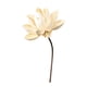 thumbnail image 1 of Ramo de flores secas para jarrón, arreglo floral con plantas secas, bricolaje decorativo para bodas, salas de estar, dormitorios, decoración del hogar Estilo M, 1 of 8