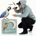 thumbnail image 5 of Bird Attractor Chirping Toy with 5 Colorful Warbling Bird Call Whistles, 5 of 5