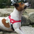 thumbnail image 2 of Ultrahund Freedom No-Pull Harness Small Orange, 2 of 4