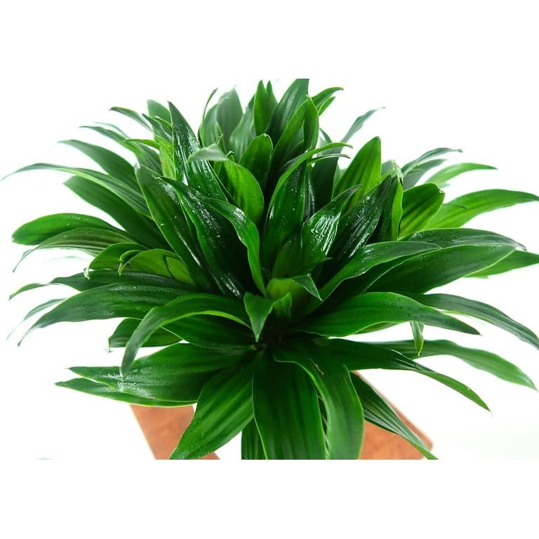 Dracaena Janet Craig Compacta - Live Plant in a 6 Inch Pot - - Dracaena  Deremensis Janet Craig Compacta - Florist Quality Low Maintenance Indoor  Houseplant - Walmart.com