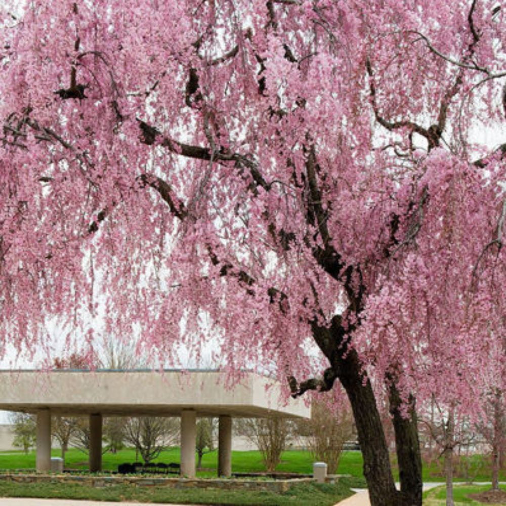 Expert Gardener 2-3 ft tall Weeping Yoshino White Flowering Cherry Live Tree in 5-Gallon Grower Pot