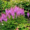 thumbnail image 2 of Outsidepride Astilbe Chinensis Goat's Beard Plant Seed - 2000 Seeds, 2 of 2