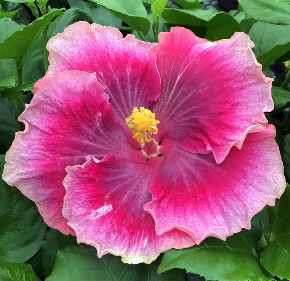Beautiful Desire Tropical Hibiscus Plant 4" Pot
