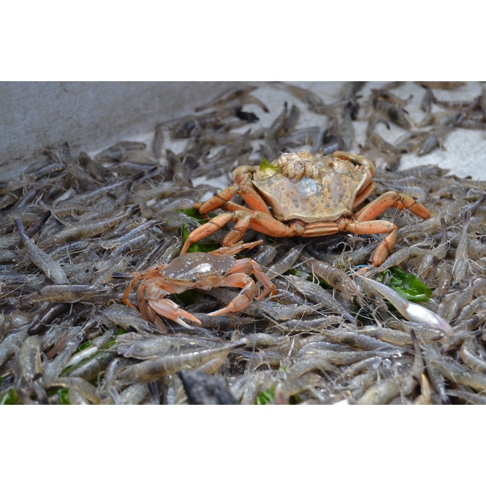 Cancer Shrimp Animal North Sea Crab-20 Inch By 30 Inch ...