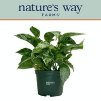 Nature's Way Farms Pothos Marble Queen Live Plant (8-15 inches tall) in growers pot