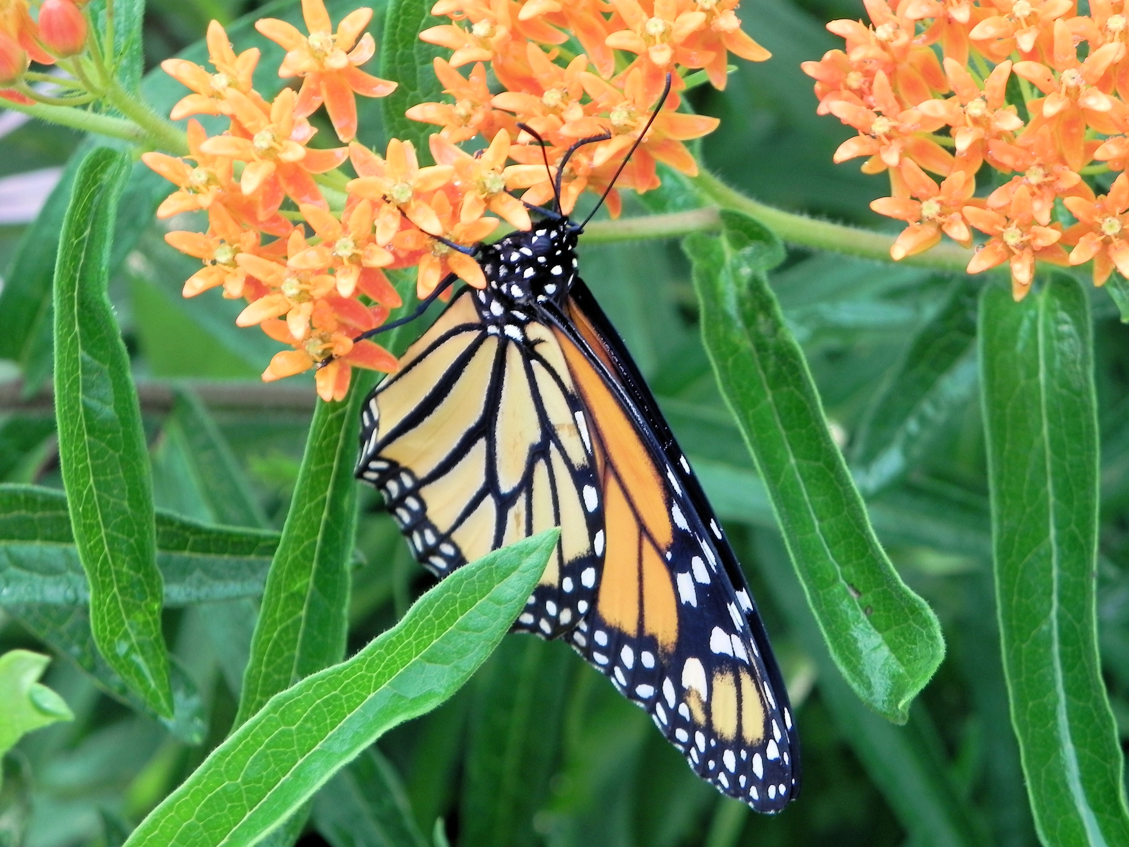 SEEDS ==20 Premium seeds Asclepias tuberosa Butterfly Milkweed