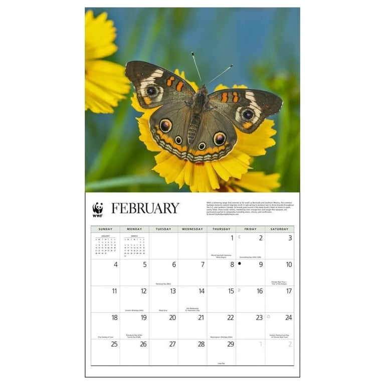 2024 WORLD WILDLIFE FUND Butterflies Deluxe Wall Calendar - Walmart.com