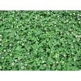 thumbnail image 4 of HJADGG White Clover Seeds, 2000 Seeds per Pack, 4 of 4