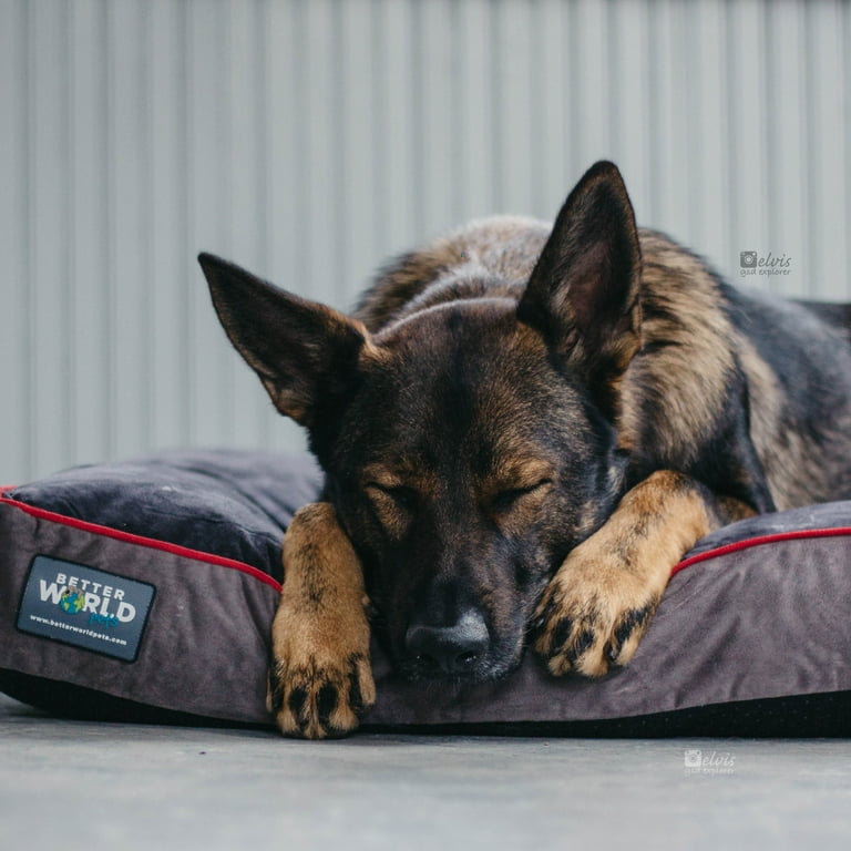 Better world pets outlet dog bed