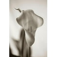 thumbnail image 2 of Miller, Anna 17x24 Gold Ornate Wood Framed with Double Matting Museum Art Print Titled - Sepia tone Calla Lily, 2 of 4