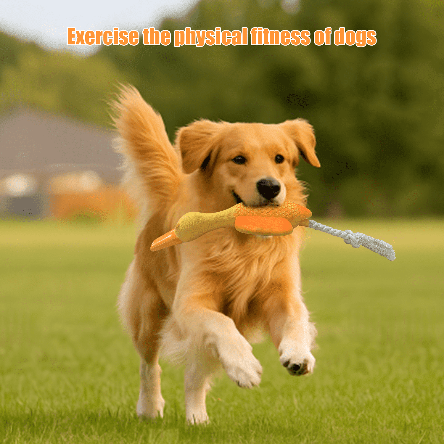 Latex Duck Dog Toys,Interactive Tug of War Dog Toy,Original Sound Squeaks,Durable Chew-Resistant Design for Clean Teeth,Great for Fetch, Casual Playtime, and Regular Chewing
