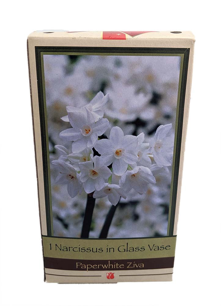 Clear Glass Vase with Paperwhite Narcissus Bulb 17/18 cm Bulb