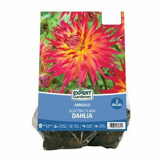 Van Zyverden Full Sun Dahlia Border Mix, Multi-Color Flowering Cut