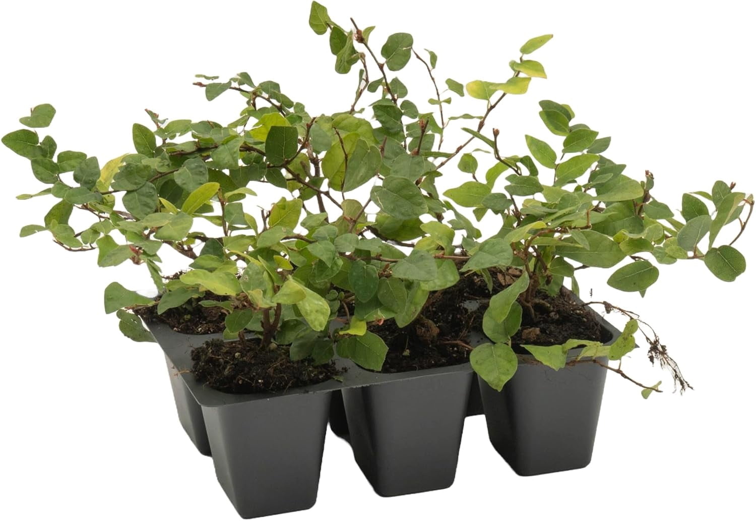 6 Ficus Repens Creeping Fig Live Plants – Starter Vines in 2.5” Nursery Cubes for Fast Coverage, Living Walls, Topiaries & Indoor/Outdoor Landscaping
