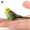 Green, variant on Parrot Animal Mod Budgie Parrot Bird Figurine Parakeet Birds Garden Orname H2K0