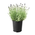 thumbnail image 1 of Lavande Essence Purple, pot de 7,5 L (2 gal), 1 of 3