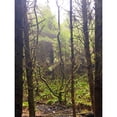 thumbnail image 3 of Grayscale 19x24 Black Modern Framed Museum Art Print Titled - Tree Canopy XVI, 3 of 5